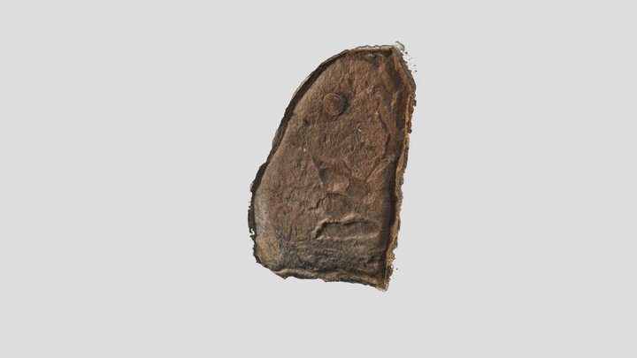 Anchisauripus 3D Model