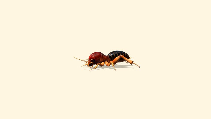 Jerusalem Cricket 3D Model