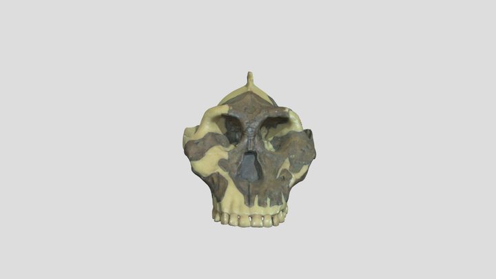 Australopithecus aethiopicus 3D Model