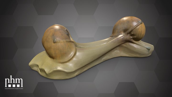Snail paperweight (NHMW-ZOO-MO-0081100-ETH-177) – Modello 3D gratuito STL