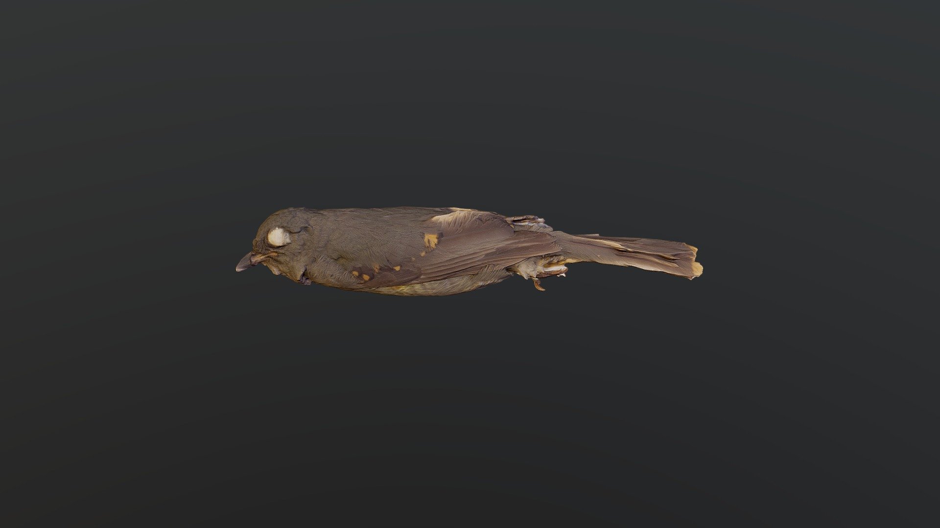 Cinereous Mourner - Laniocera hypopyrra