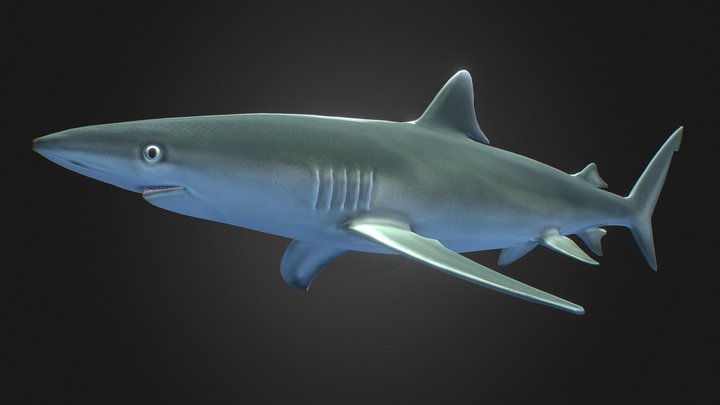 Galapagos Shark(2021) 3D Model