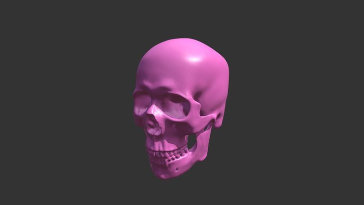 Skull-testOBJ 3D Model