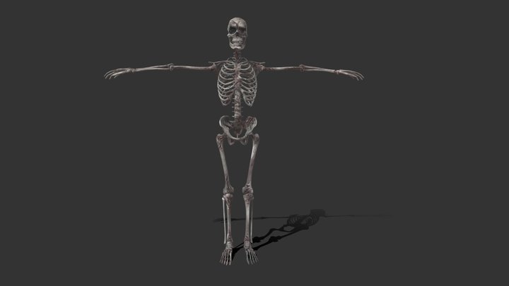 Horror Skeleton 3D Model