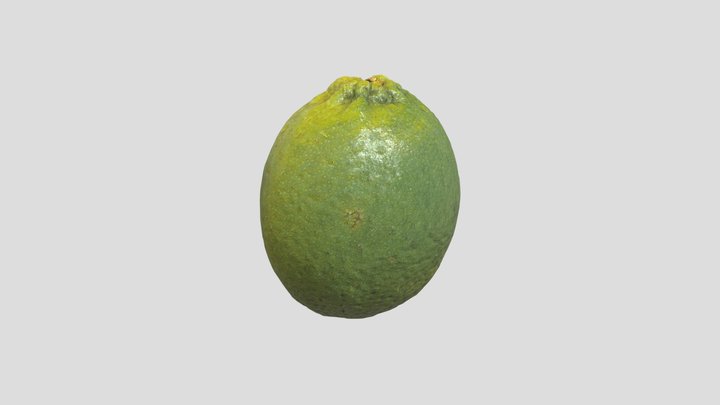 Lime 3D Model