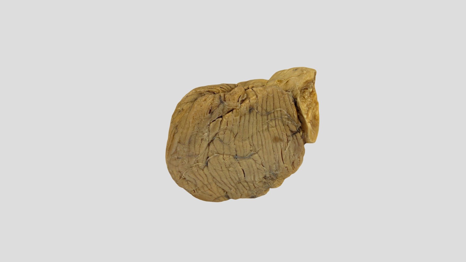 Cerebellum - 3D model by msdlt [a6f1d43] - Sketchfab