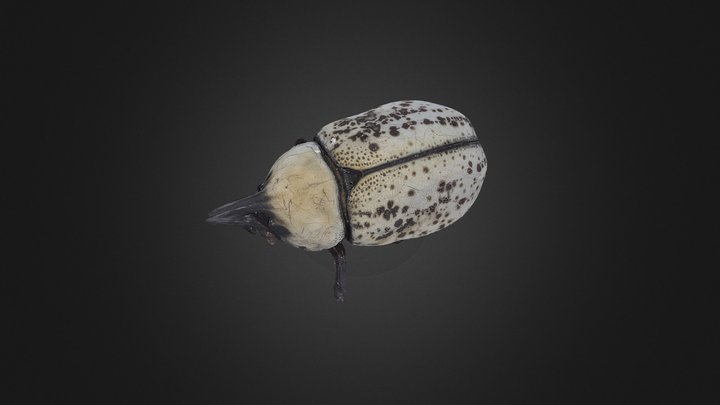 Eastern Hercules Beetle 3D Model