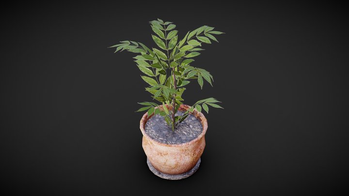 Free PBR Plant In Vase 3D Model