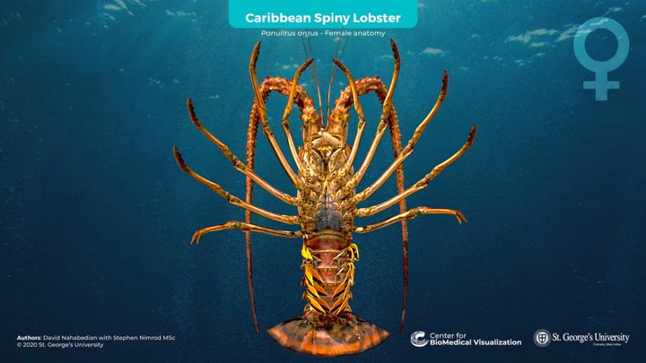Caribbean Spiny Lobster (Female Anatomy) 3D Model