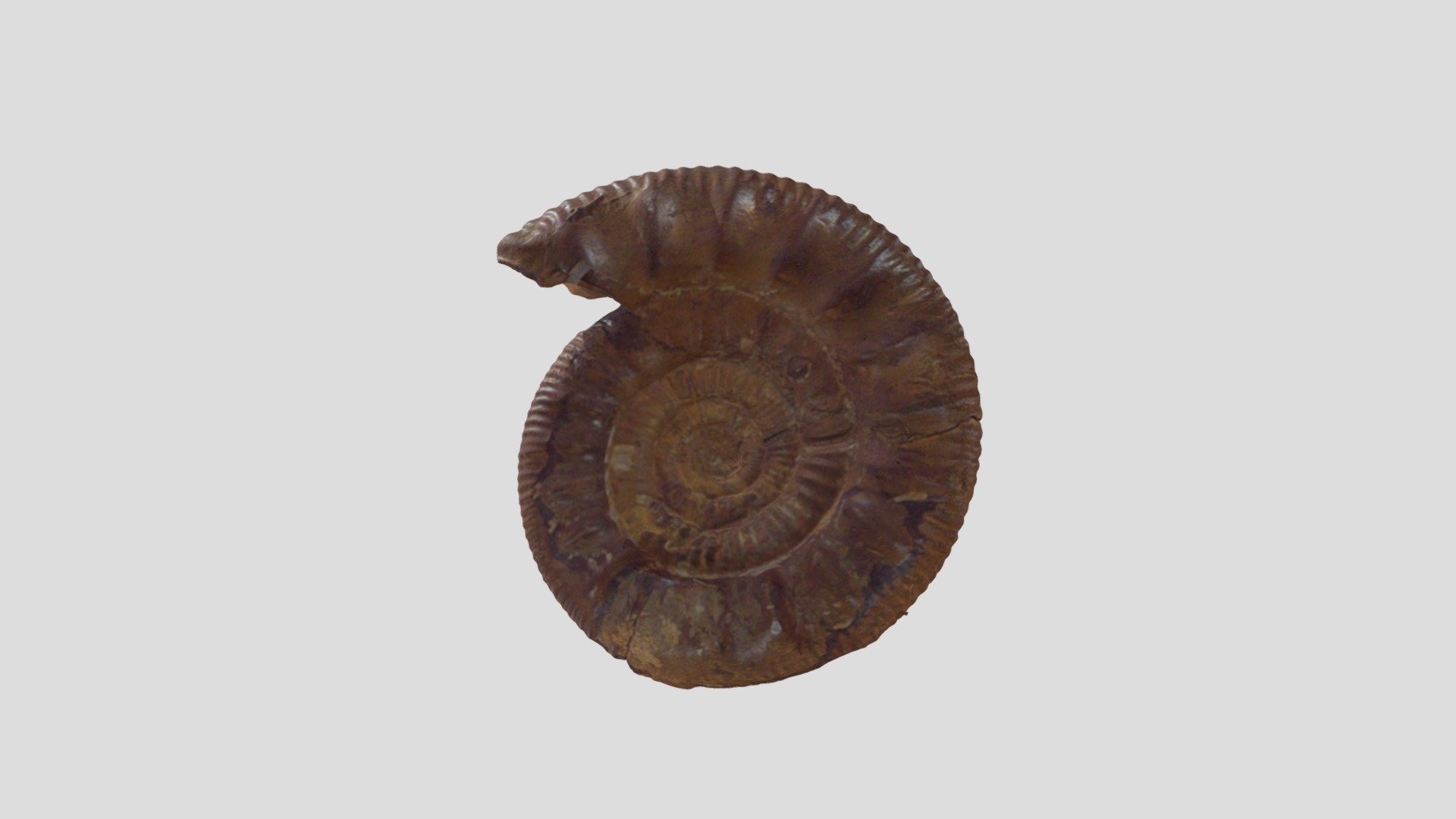 Ammonite