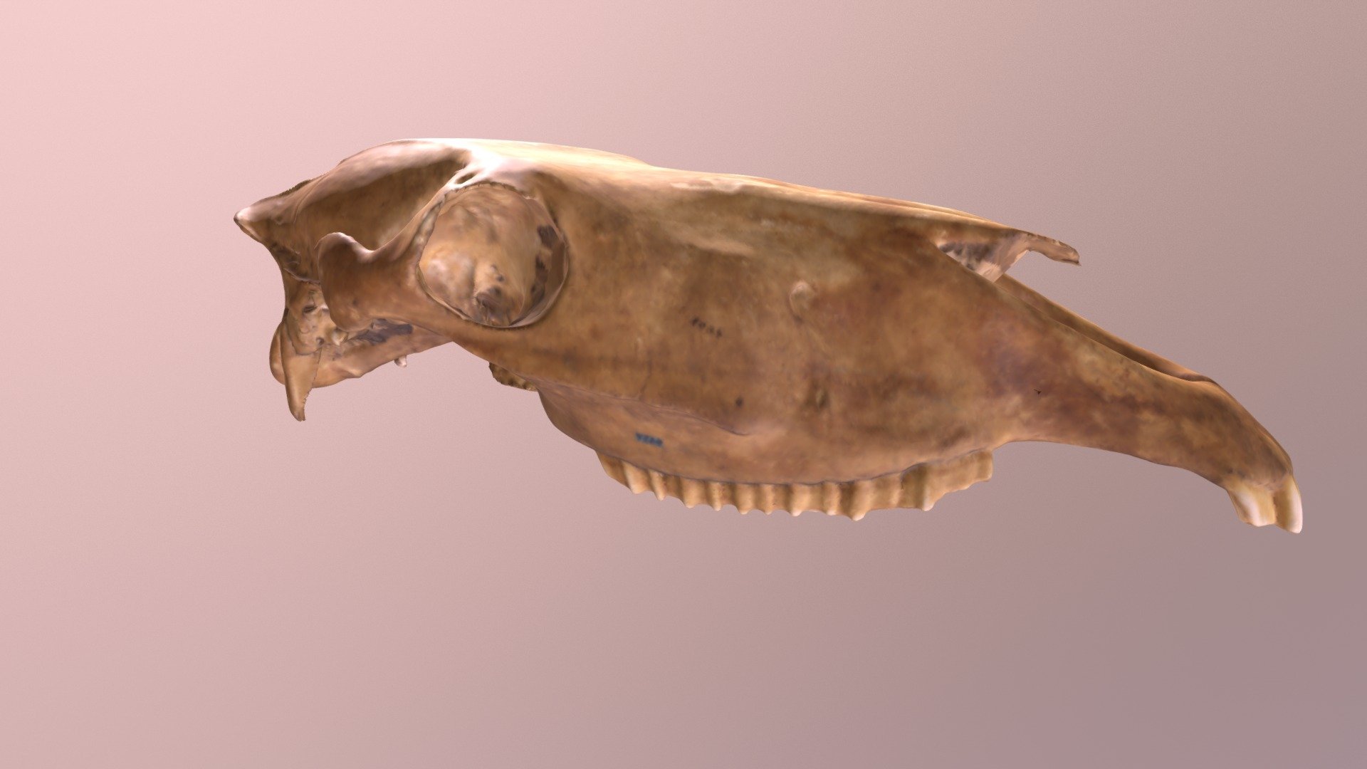USNM V 8426 Equus Lambei Skull (VCU_3D_3321)