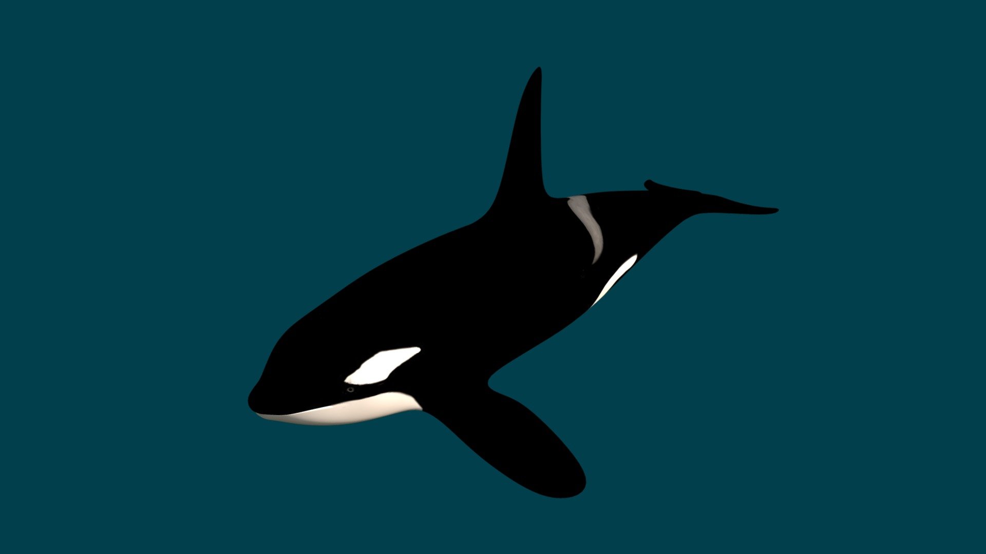 Killer Whale-007uvb - Download Free 3D model by u432155 [a6fd3c3 ...