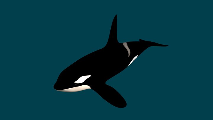 Killer Whale-007uvb 3D Model