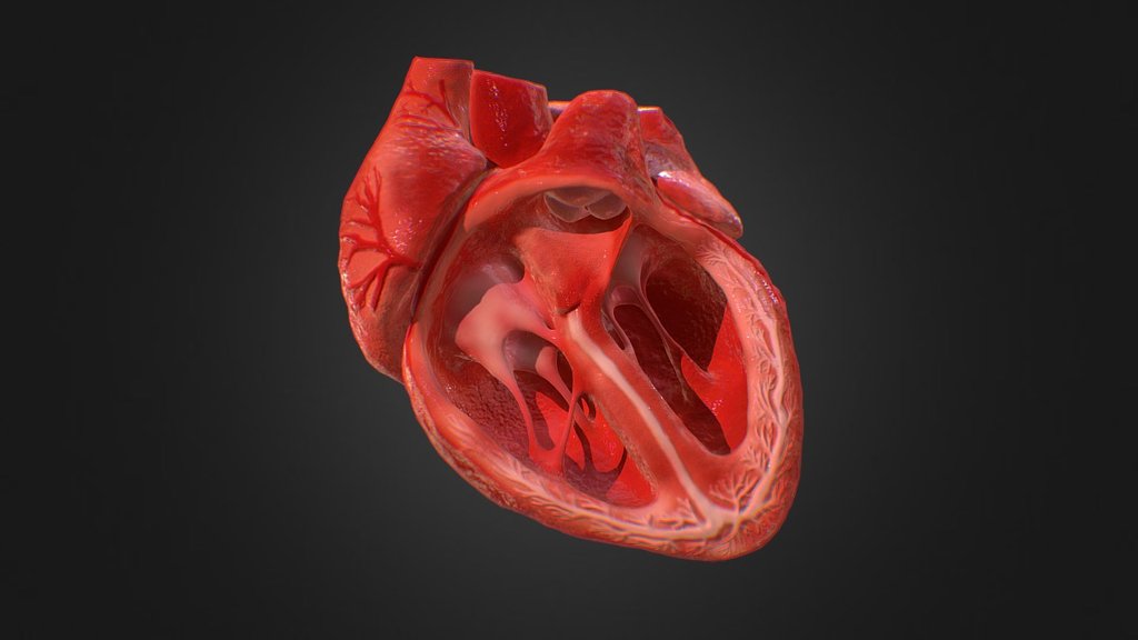 human heart anatomy 3d