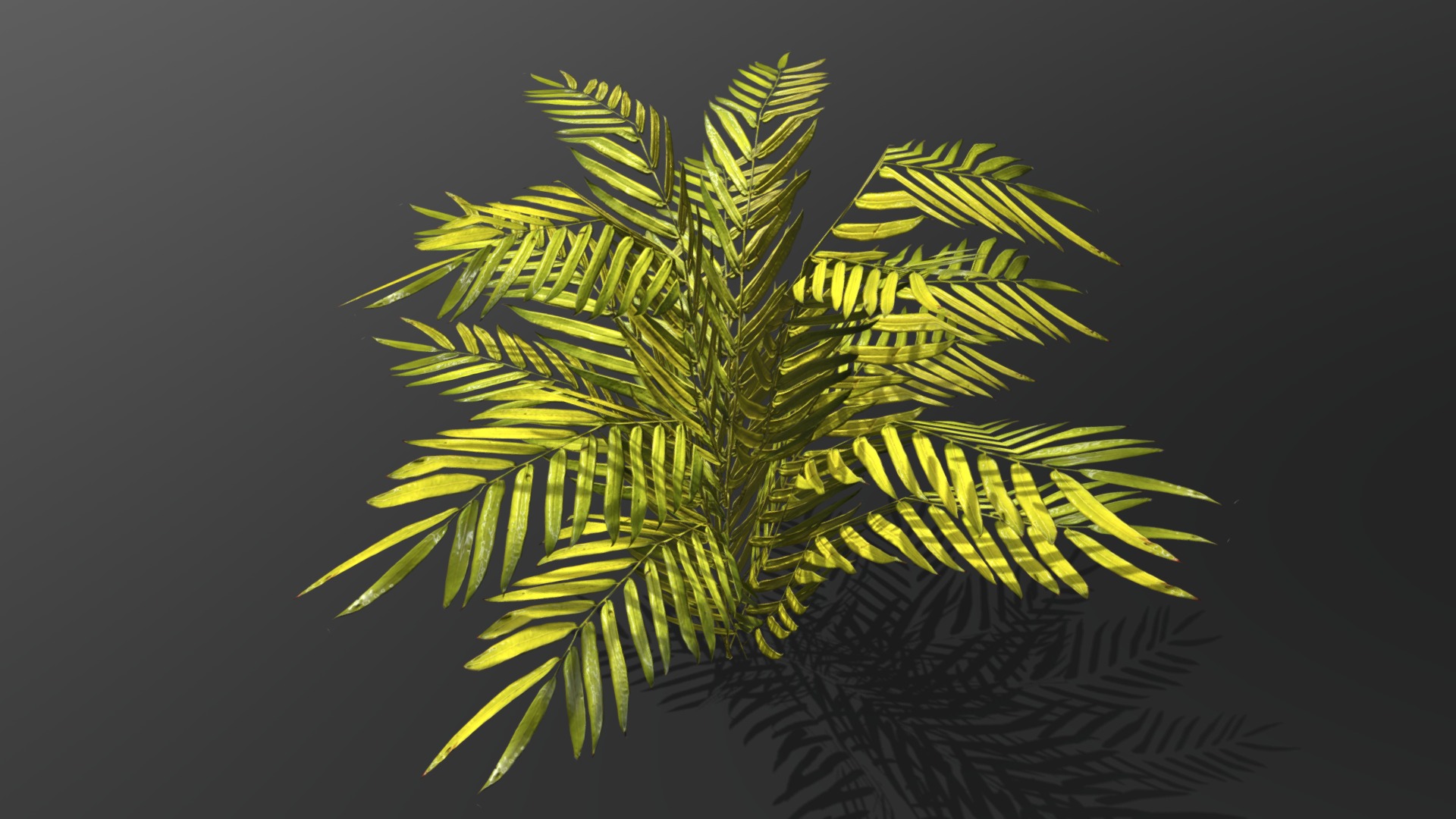 3D model Tropical plant - This is a 3D model of the Tropical plant. The 3D model is about a close up of a plant.