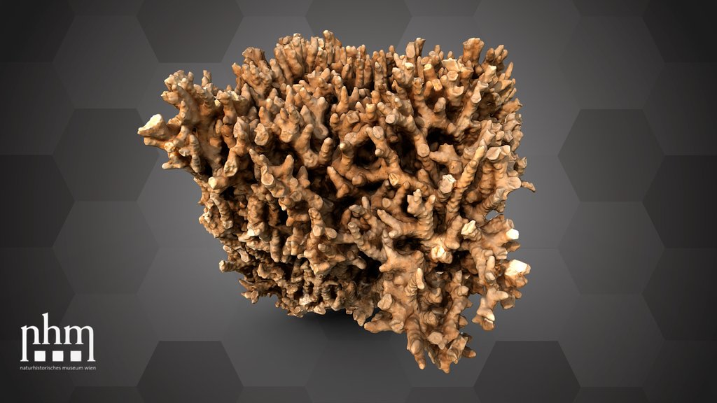 Briar coral (NHMW-ZOO-EV-0014954)