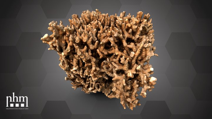 Briar coral (NHMW-ZOO-EV-0014954) – Gratis 3D-model STL