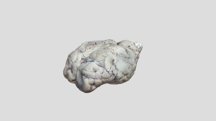 Fixed Sheep Brain (Whole) 3D Model