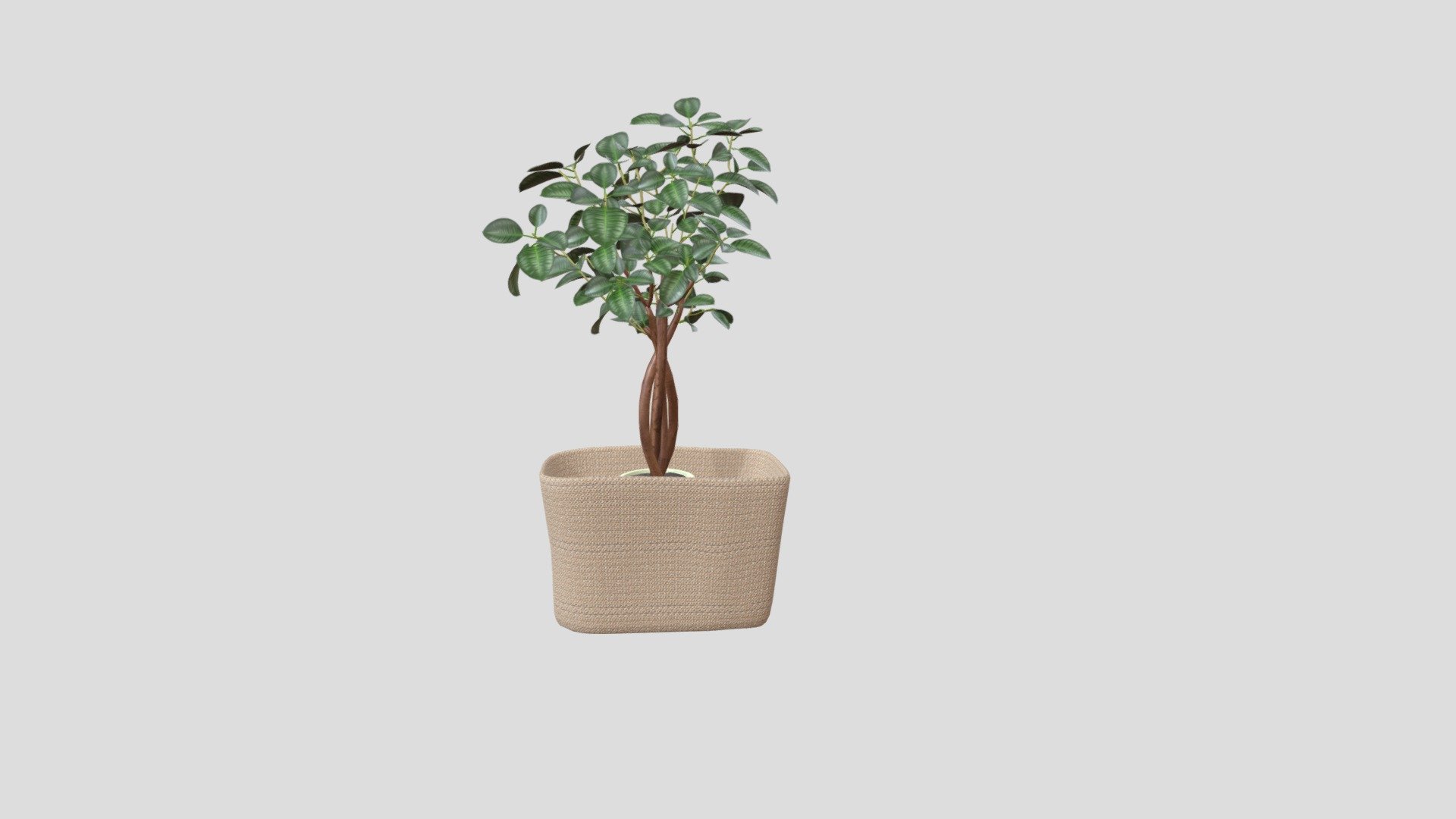 Tree in rattan pot Buy Royalty Free 3D model by architexture [a7145e1
