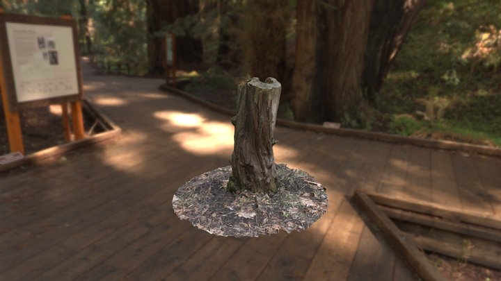 Stump Photogrammetry 3D Model