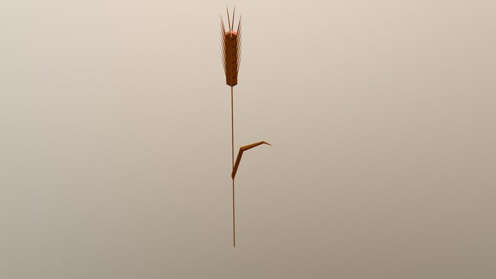PLANTS : wheat 3D Model