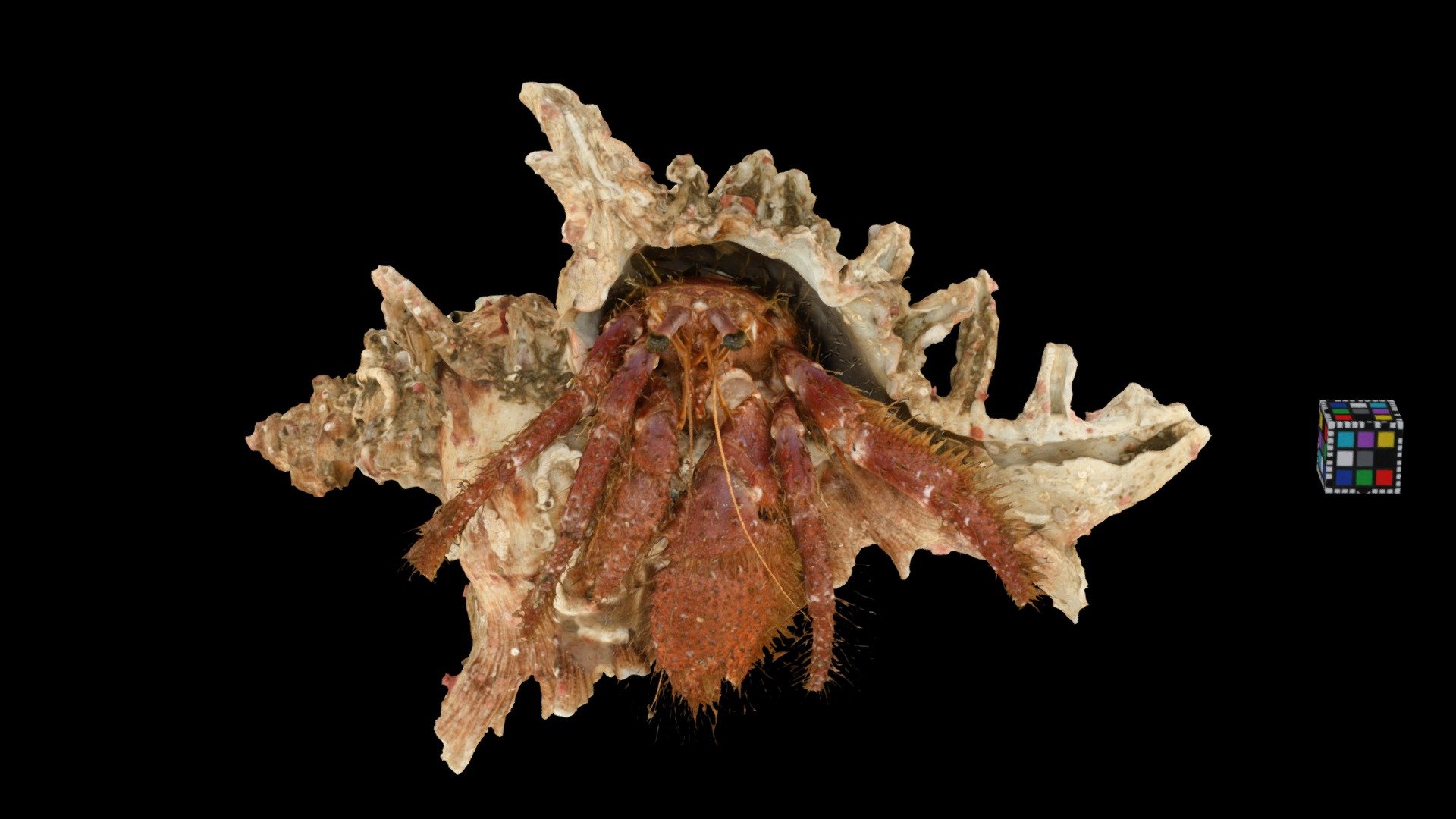 イシダタミヤドカリ Mauve-eyed Hermit Crab, D. crassimanus