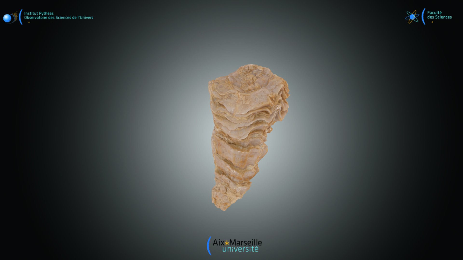 Bivalve - Radiolites peroni