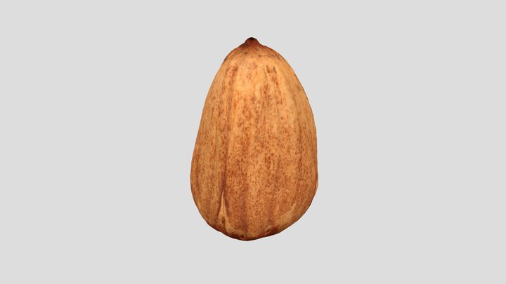 Bunya Nuts (Araucaria bidwillii Hooker) 3D Model
