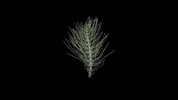 Equisetum telmateia (Giant horsetail) 3D Model