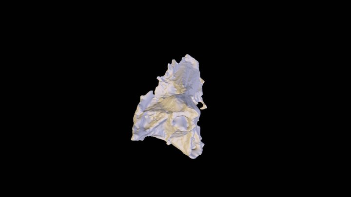Searobbin Skull 3D Model
