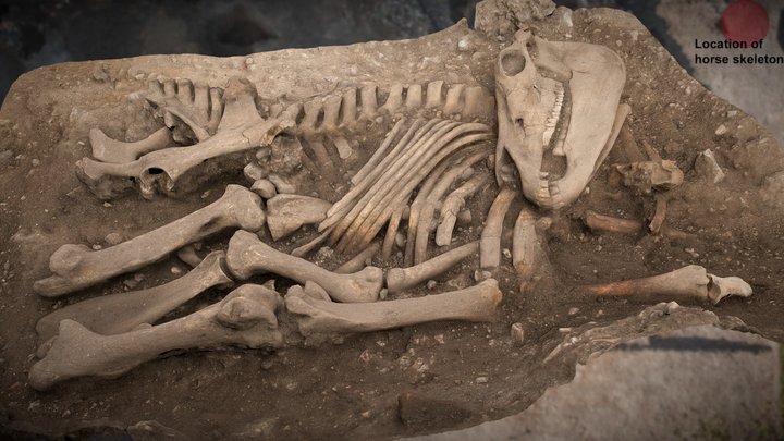 Silchester temple site Horse skeleton 3D Model