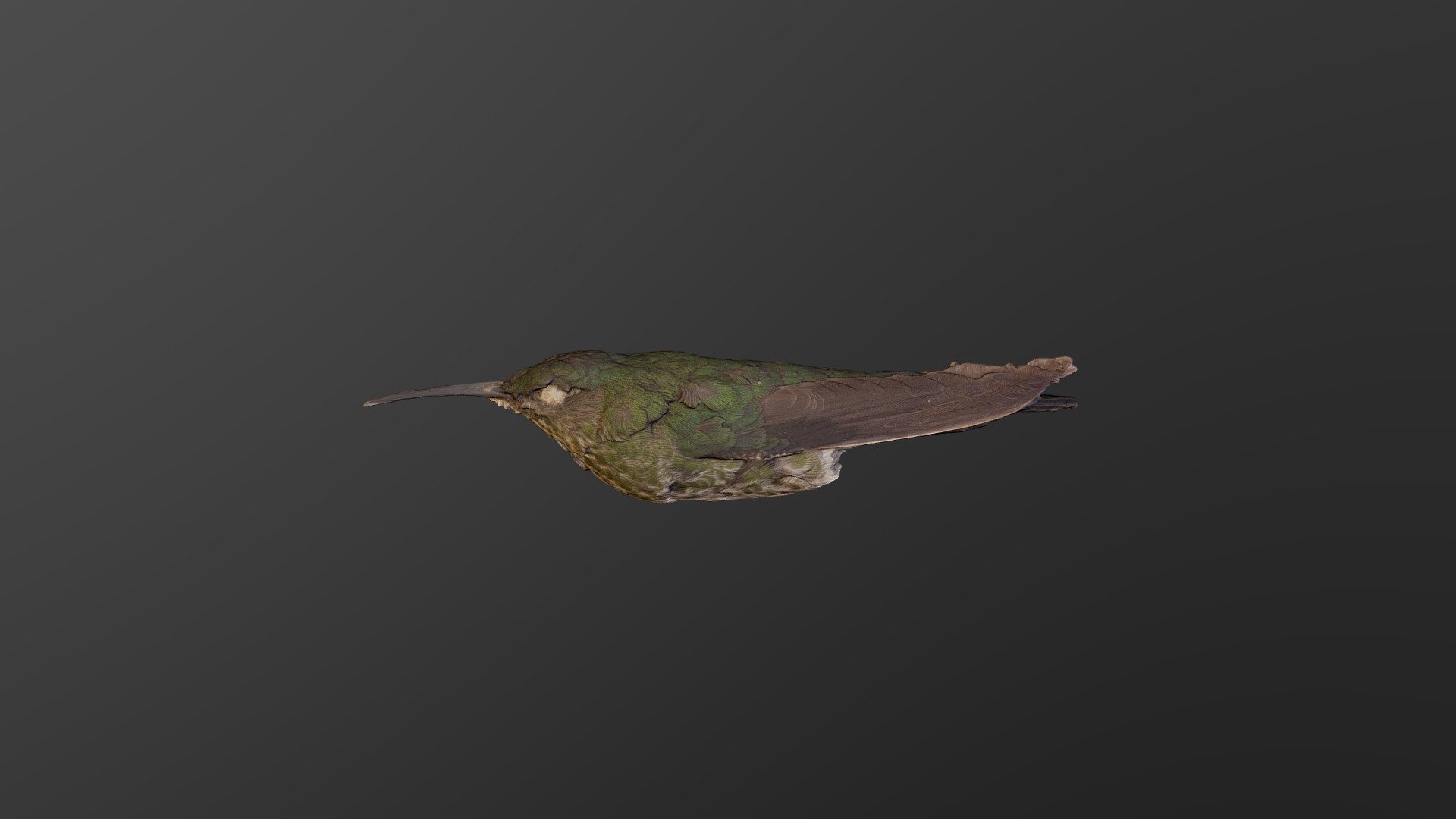 Many-spotted Humm.bird-Taphrospilus hypostictus