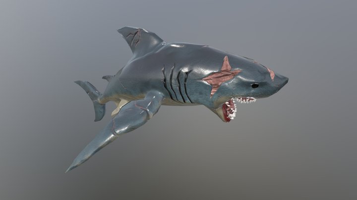 Shark 3D Model