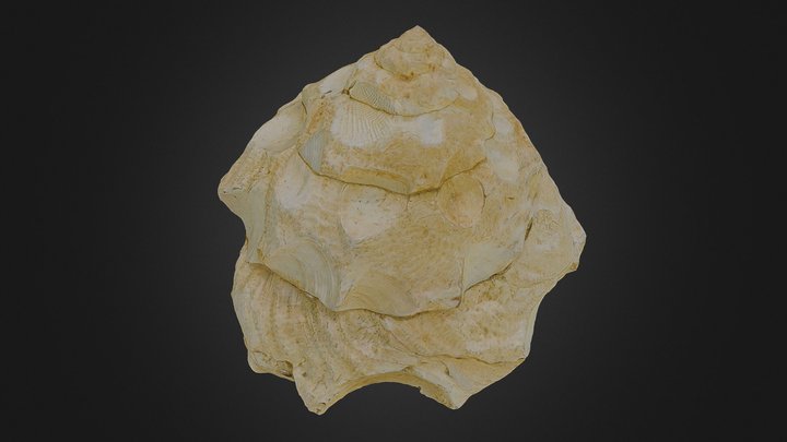 Xenophora trinacria P. Fischer, 1879 † 3D Model