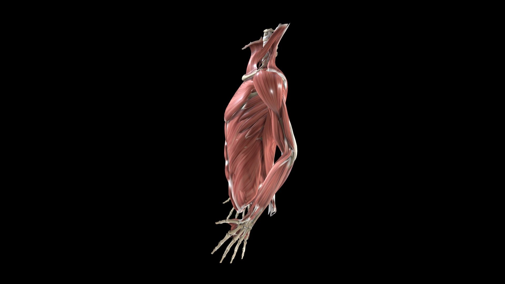 Shoulder - Instability: Sulcus Sign - Female - 3D Model By Znyth ...