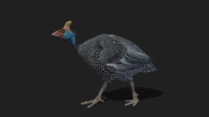 GUINEAFOWL - Realistic 3D Model (DEMO FREE)