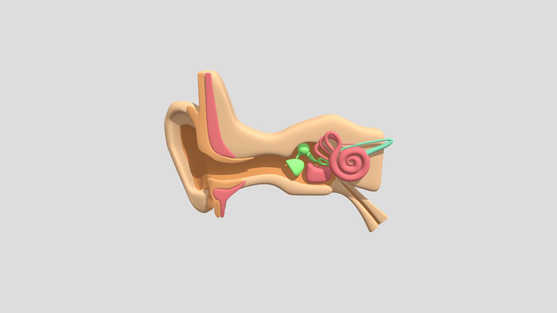 Ear Anatomy Download Free 3D model by heisupay [a73b47d] Sketchfab