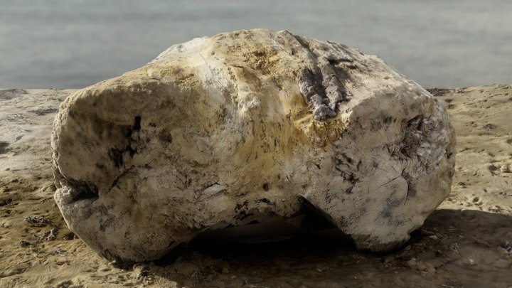 Beach Stump – Free 3D Model STL