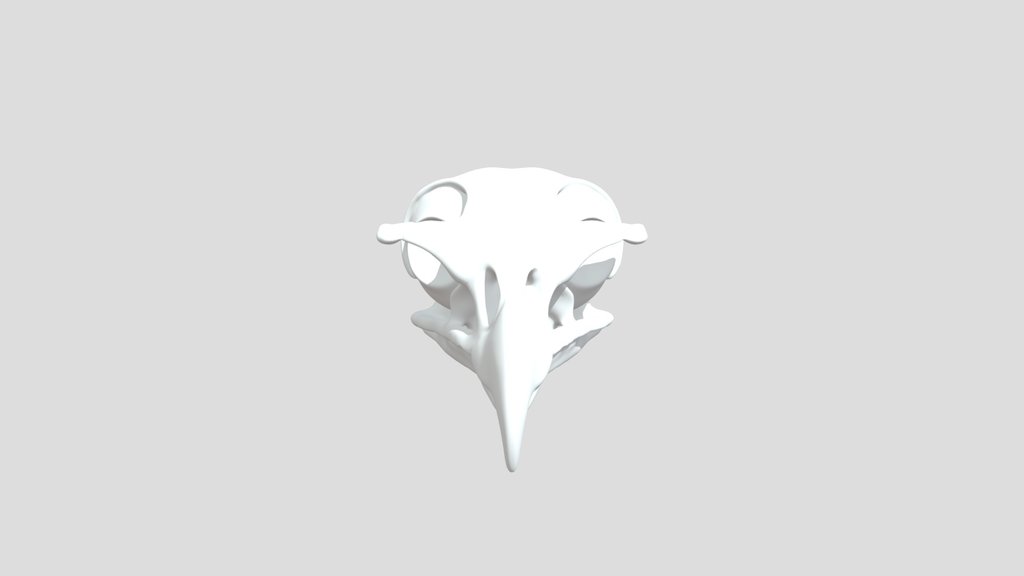 Golden Eagle Skull