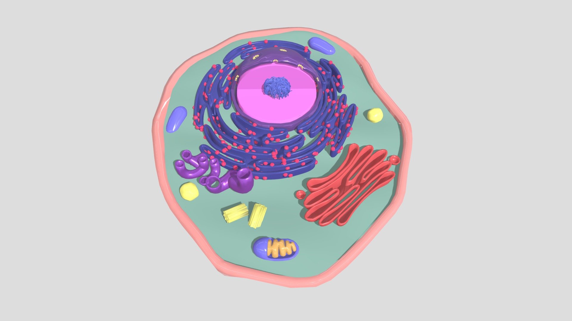 Mammalian Cell Membranes duplicated version Download Free 3D model