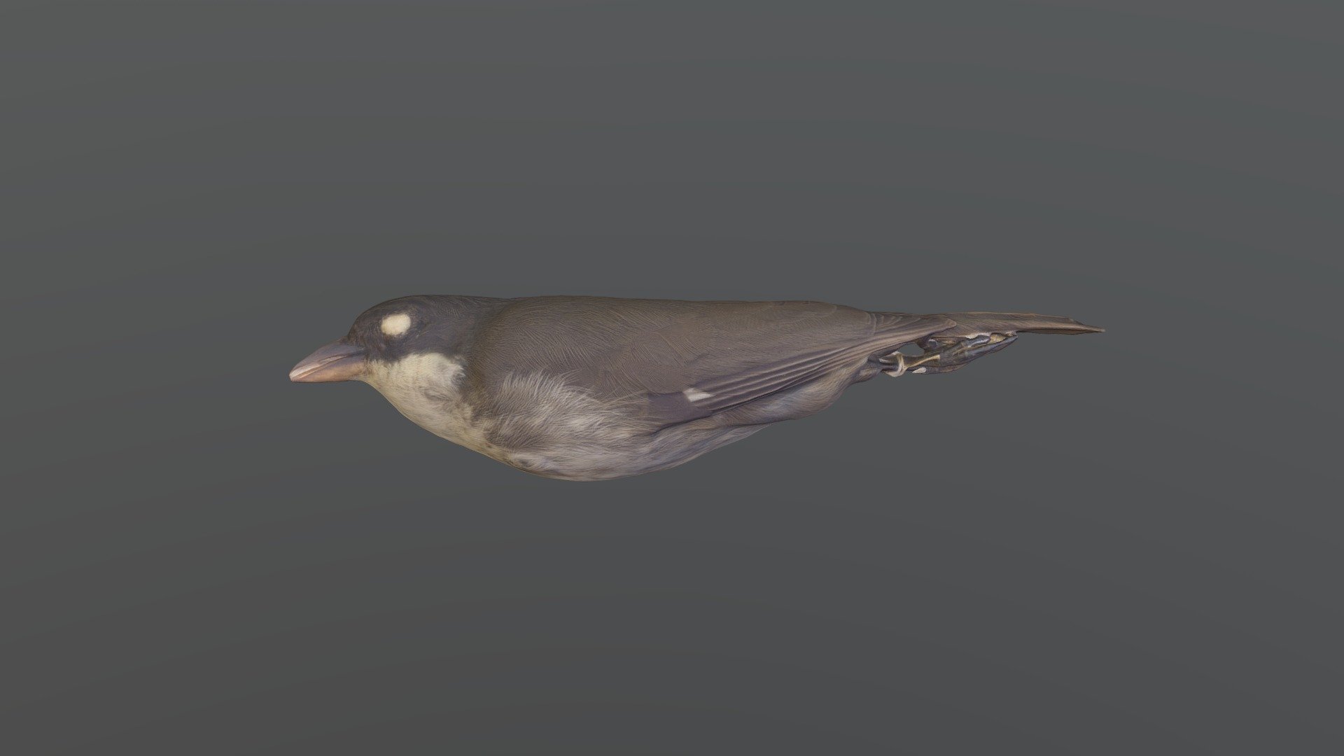 Puerto Rican Tanager - Nesospingus speculiferus