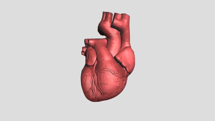 model organ Jantung 3D Model
