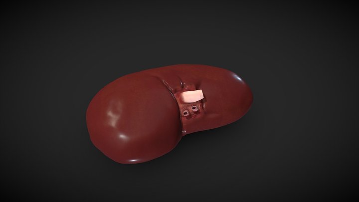 Human kidney 3D Model