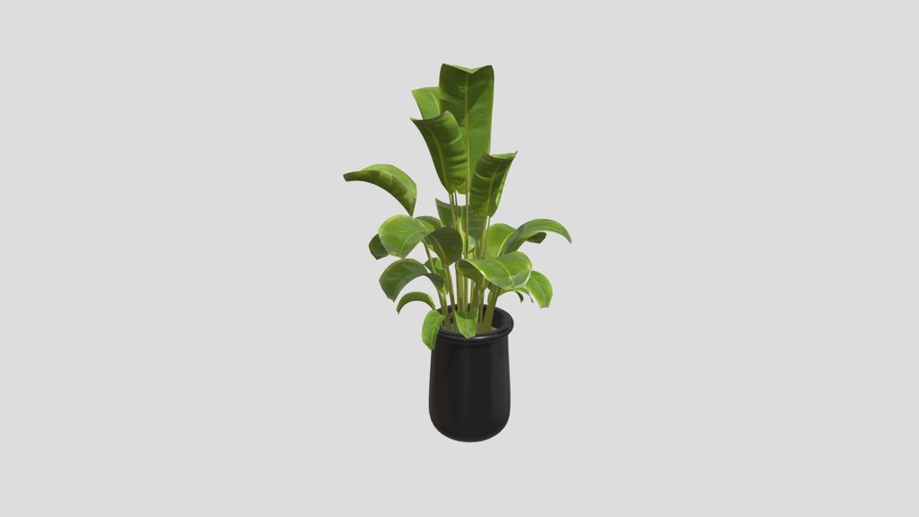 Indoor Plant A