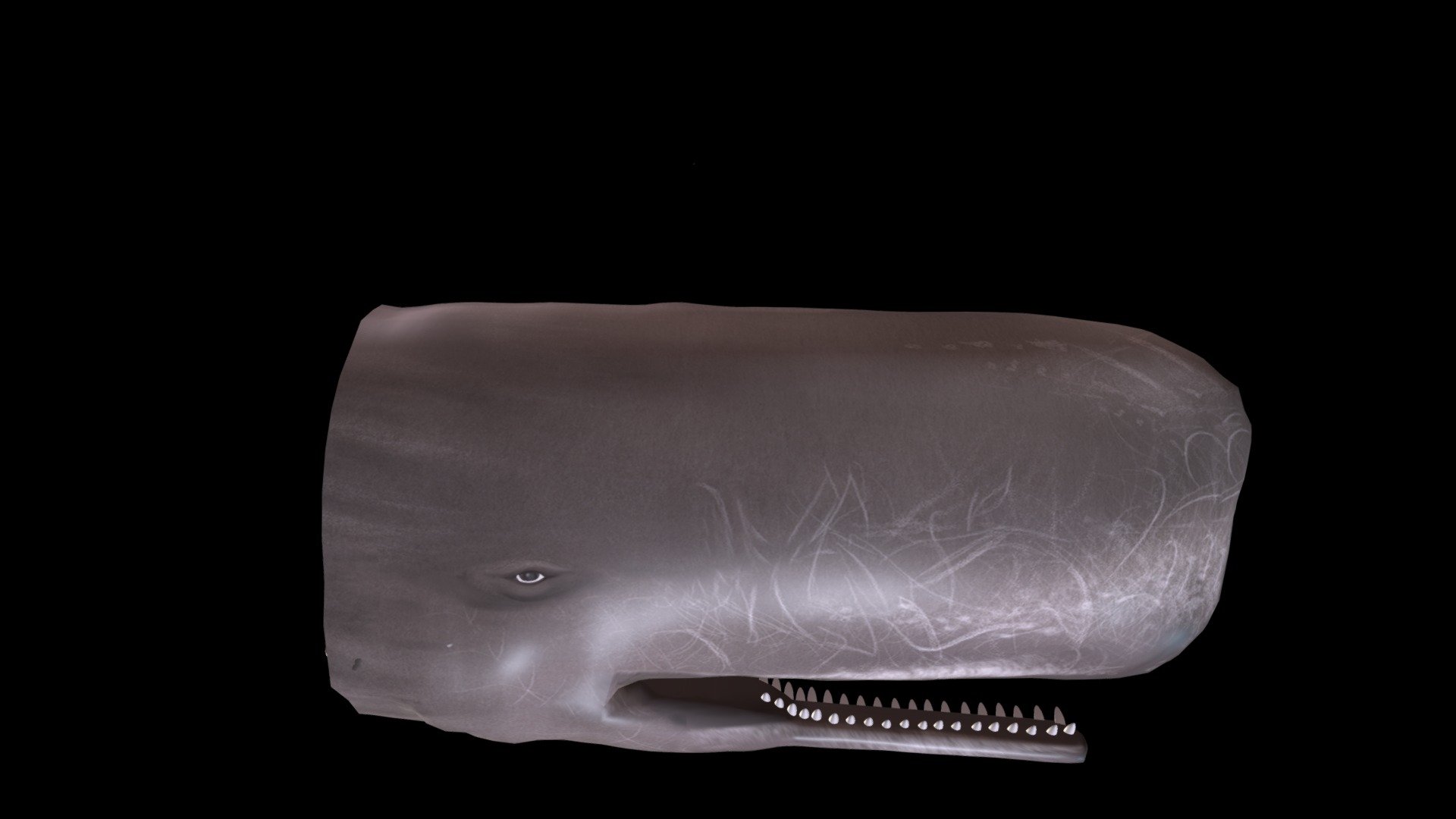 Skin Model: Adolescent Female Sperm Whale