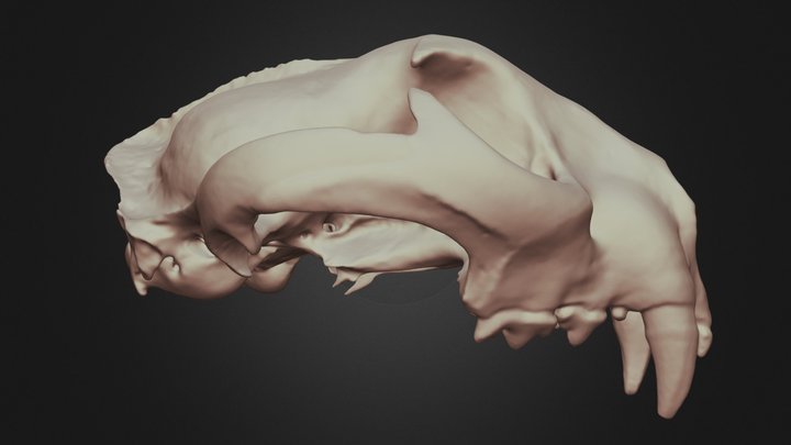 Puma concolor (Cougar) Skull 3D Model