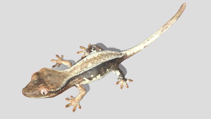 crested gecko 3D Model