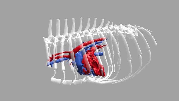 Canine Heart Blood Volume - arterial & venous 3D Model