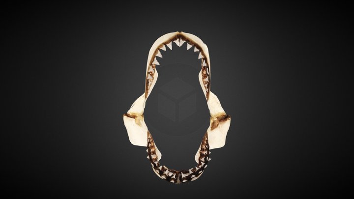 White Shark Jaw – Modèle 3D gratuit STL
