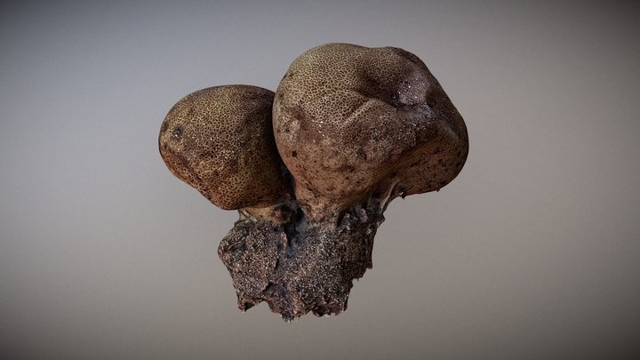 Langermannia/ giant puffball High poly for VFX 3D Model